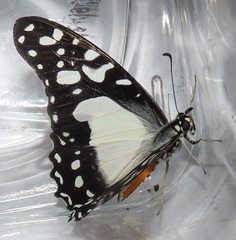 Graphium angolanus angolanus