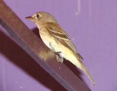 Empidonax minimus