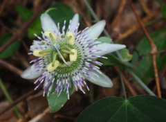 Passiflora giberti