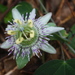 Passiflora giberti - Photo Δεν διατηρούνται δικαιώματα
