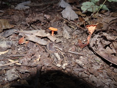 Cantharellus corallinus