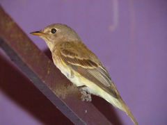 Empidonax minimus