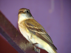Empidonax minimus