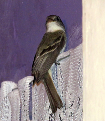 Empidonax minimus