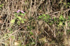 Lantana megapotamica