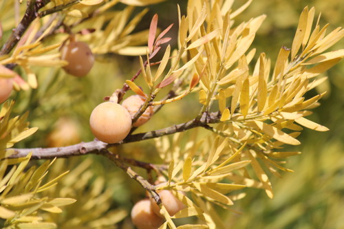 Afrocarpus falcatus
