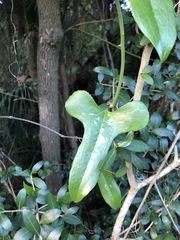 Smilax bona-nox image