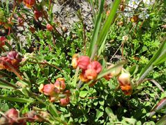 Hermannia ternifolia