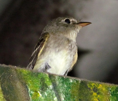 Empidonax minimus