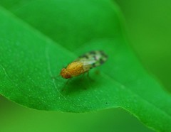 Homoneura mayrhoferi