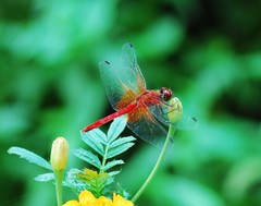 Sympetrum speciosum