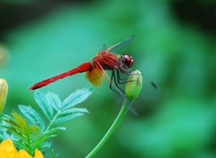 Sympetrum speciosum