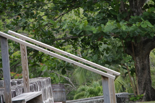 Lesser Antillean Saltator (Saltator albicollis), photo 7