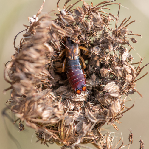 Western Earwig