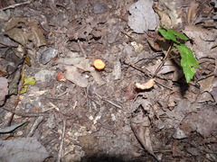 Cantharellus corallinus