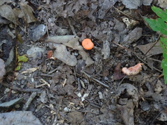 Cantharellus corallinus