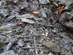 Cantharellus corallinus