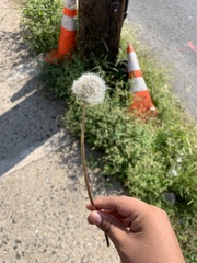 Asteraceae