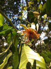 Passiflora pittieri