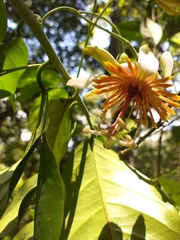 Passiflora pittieri