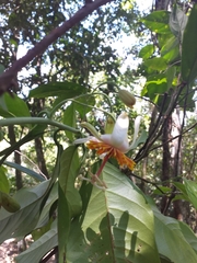 Passiflora pittieri