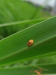 Psyllobora lutescens
