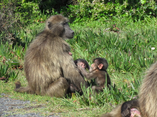 Chacma Baboon, photo 6 of 9