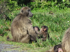 Chacma Baboon photo 5