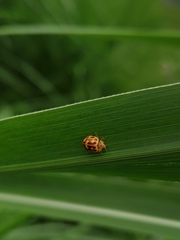 Psyllobora lutescens