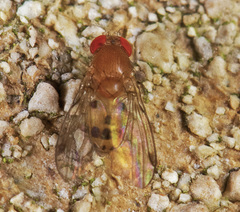 Leucophenga varia