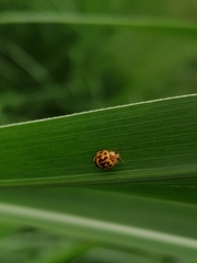 Psyllobora lutescens