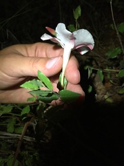Mandevilla brachysiphon