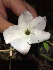 Mandevilla brachysiphon