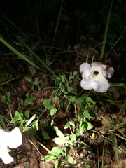Mandevilla brachysiphon