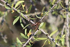 Polybia sericea