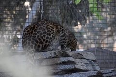 Panthera pardus orientalis