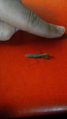 Nilomantis