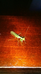 Nilomantis