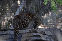 Panthera pardus orientalis