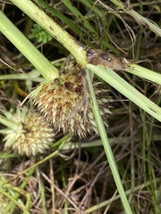Eryngium yuccifolium