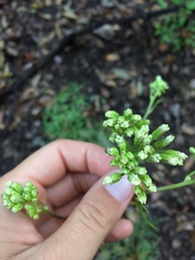 Psacalium decompositum