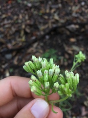 Psacalium decompositum
