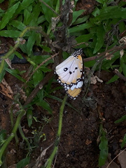 Danaus chrysippus chrysippus