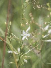 Anthericum ramosum