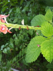 Zizula hylax pygmaea