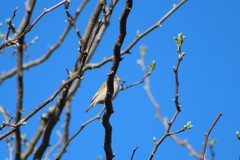 Sicalis flaveola