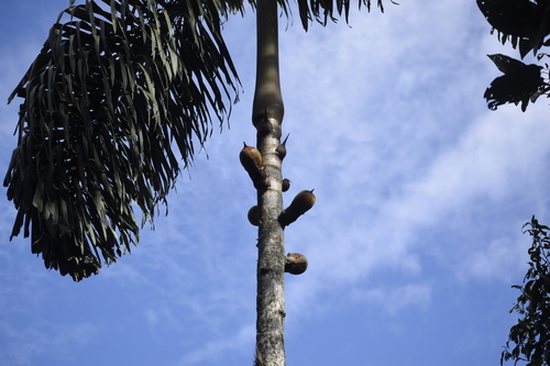 Image of Wettinia kalbreyeri by (c) DANIEL ALEJANDRO CHICA BOTERO, some rights reserved (CC BY)