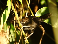 Myrmophylax atrothorax