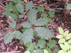 Quercus rubra