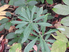 Magnoliopsida